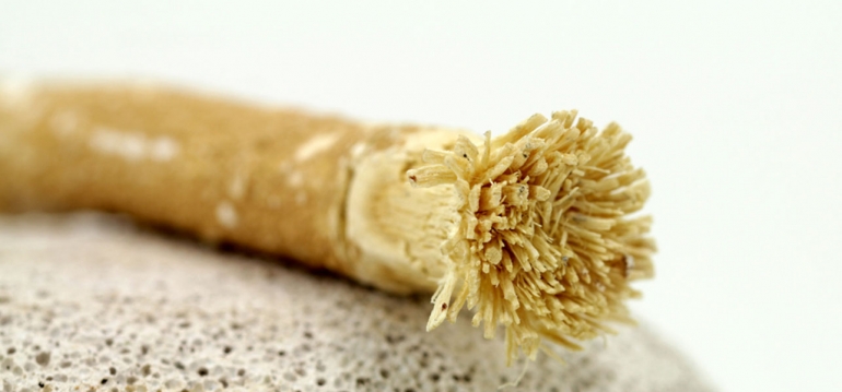 Miswak before or during ablution
