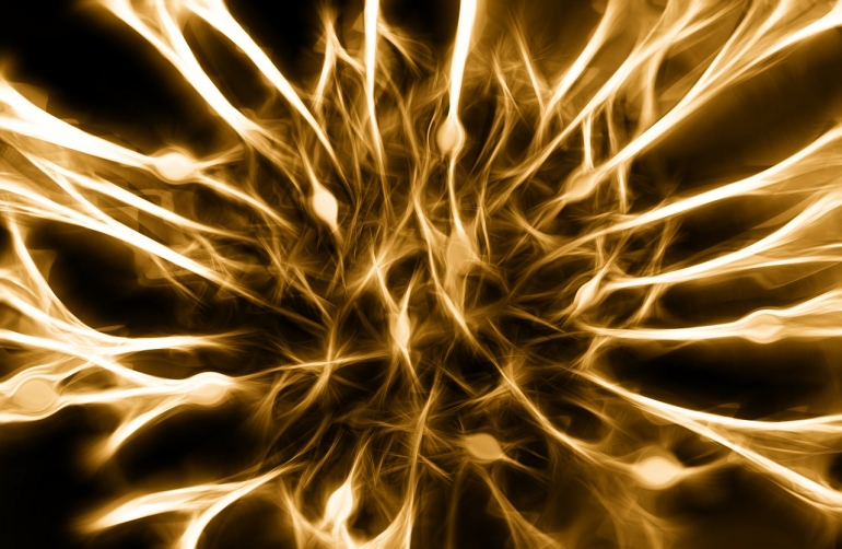 Porcine Nerve