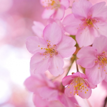 Ruju on the condition of no Mahr