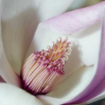 Females cutting hair