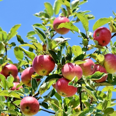 Fruits of neighbour’s tree hanging in our garden