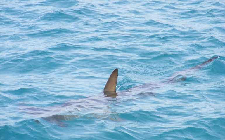 Is Shark Fish Halal?