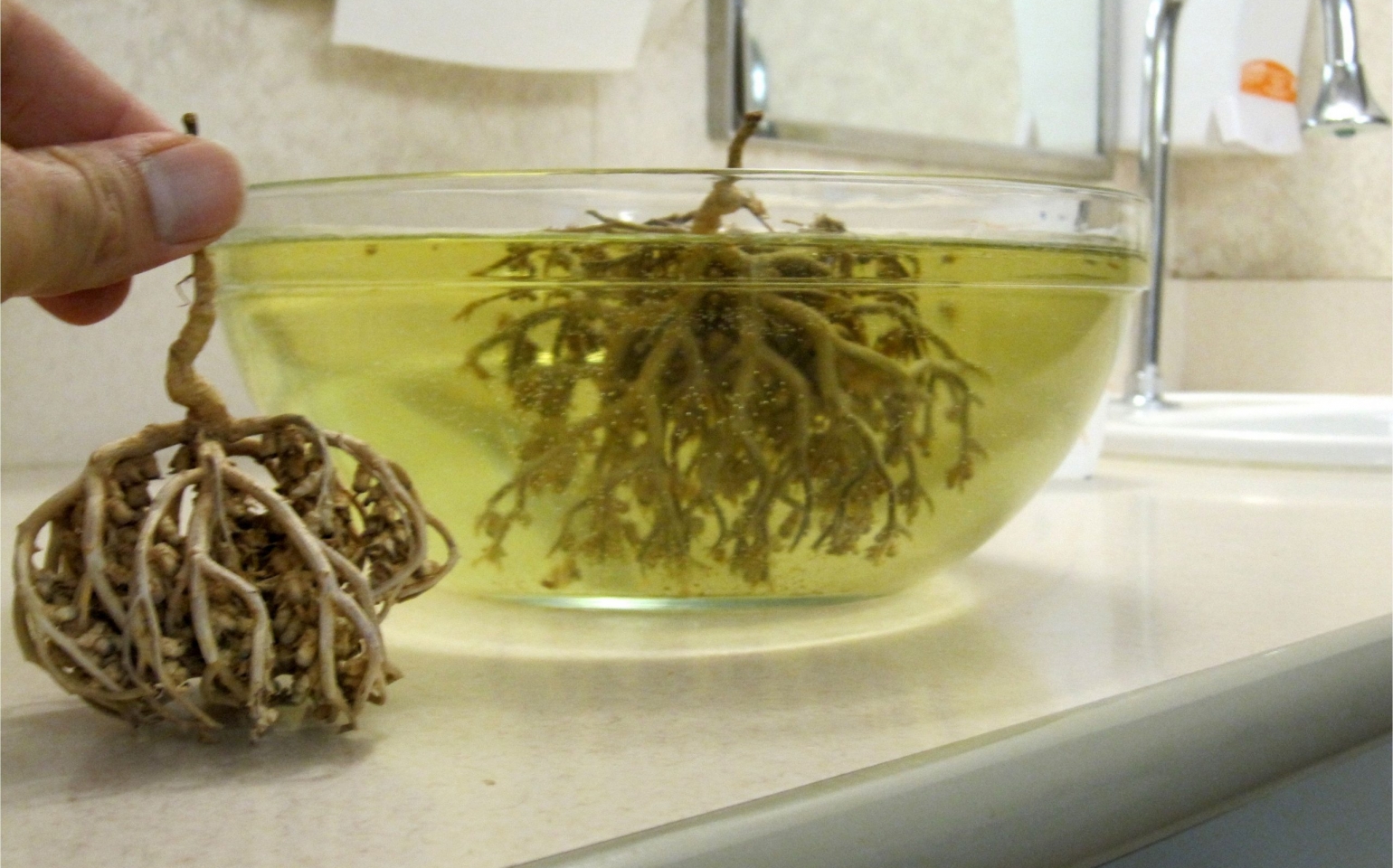 Maryam Flower for Labour Pains Islamic Portal