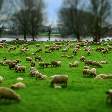 The deliberate omission of Tasmiyah in slaughter according to Imam Abu Hanifah